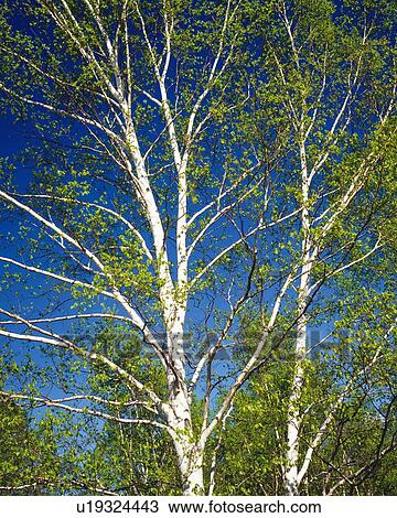 Two White Birches Under a Dark Blue Sky, Low Angle View View Large Photo Image Stock Image - Two White Birches Under a Dark Blue Sky, Low Angle View. Fotosearch