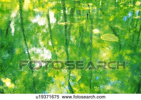 Water, Reflecting the Green Leaves and Trees There Surrounded Of, High Angle View View Large Photo Image Stock Photography - Water, Reflecting the Green Leaves and Trees There Surrounded Of, High Angle View. Fotosearch