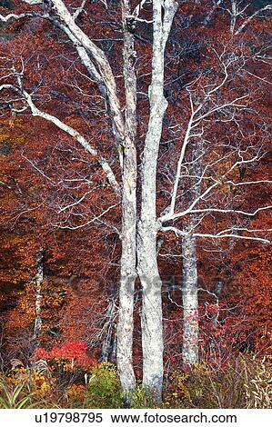 Stock Photography - Colored Leaves and White Birch, Low Angle View. Fotosearch