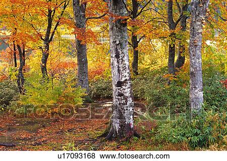 Stock Photo - Colored Leaves in the Forest, Front View. Fotosearch