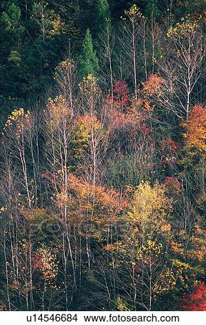 Colored Leaves in the Forest, High Angle View View Large Photo Image Picture - Colored Leaves in the Forest, High Angle View. Fotosearch