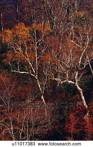 Colored Leaves in the Forest, High Angle View View Large Photo Image Stock Image - Colored Leaves in the Forest, High Angle View. Fotosearch