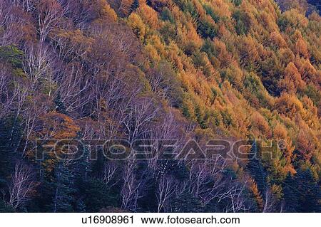 Colored Leaves in the Forest, High Angle View View Large Photo Image Stock Image - Colored Leaves in the Forest, High Angle View. Fotosearch