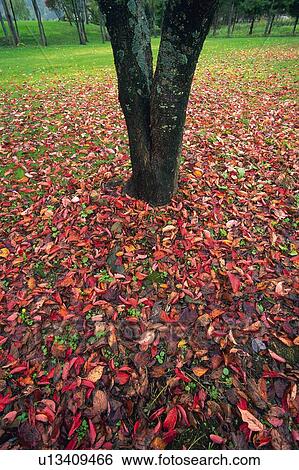 Fallen Leaves and Tree in the Park, High Angle View View Large Photo Image Stock Photograph - Fallen Leaves and Tree in the Park, High Angle View. Fotosearch