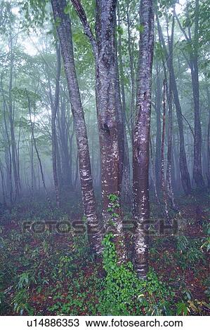 Stock Image - Forest in the Mist, Front View. Fotosearch