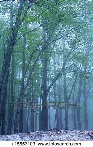 Stock Image - Forest in the Mist, Low Angle View. Fotosearch