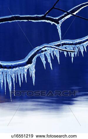 Stock Photo - Ice Pillar on the Branch, Close Up. Fotosearch