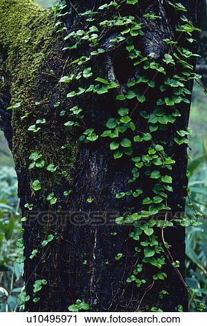 Ivy on the Stem of a Large Tree, Close Up View Large Photo Image Stock Image - Ivy on the Stem of a Large Tree, Close Up. Fotosearch