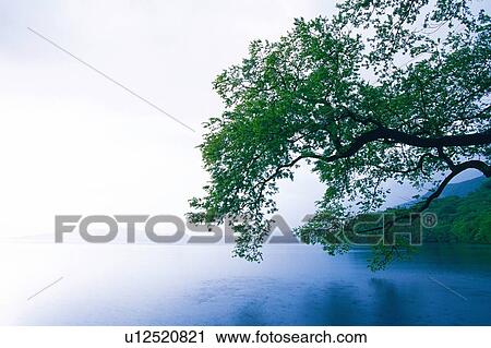 Stock Image - Lake and Tree, Front View. Fotosearch