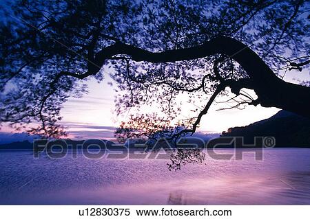 Stock Photography - Lake and Tree, Front View. Fotosearch