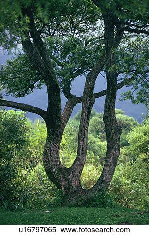 Large Tree, Front View View Large Photo Image Stock Photography - Large Tree, Front View. Fotosearch