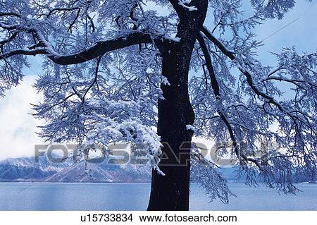 Large Tree in front of the Lake, Covered with Snow, Front View View Large Photo Image Picture - Large Tree in front of the Lake, Covered with Snow, Front View. Fotosearch