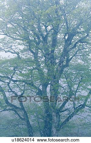 Picture - Large Tree in the Mist, Low Angle View. Fotosearch
