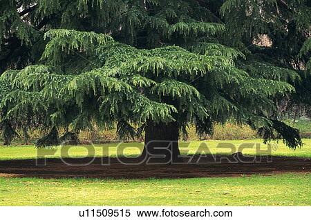 Large Tree in the Park, Low Angle View View Large Photo Image Stock Photography - Large Tree in the Park, Low Angle View. Fotosearch