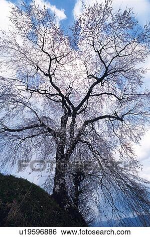 Stock Photograph - Large Tree, Low Angle View. Fotosearch