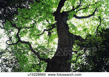 Large Tree, Low Angle View View Large Photo Image Stock Photography - Large Tree, Low Angle View. Fotosearch