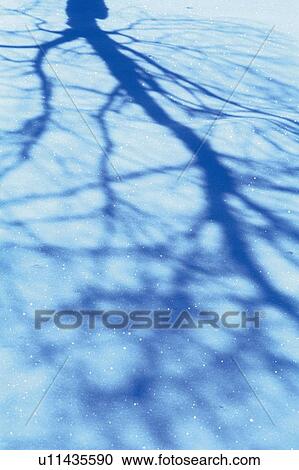 Silhouette of a Tree, High Angle View View Large Photo Image Stock Image - Silhouette of a Tree, High Angle View. Fotosearch
