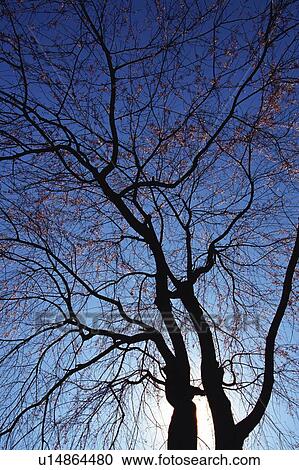 Stock Image - Silhouette of a Tree, Low Angle View. Fotosearch