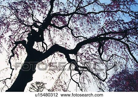 Silhouette of a Tree, Low Angle View View Large Photo Image Stock Image - Silhouette of a Tree, Low Angle View. Fotosearch