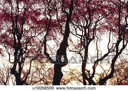 Silhouette of Trees, High Angle View View Large Photo Image Stock Photo - Silhouette of Trees, High Angle View. Fotosearch