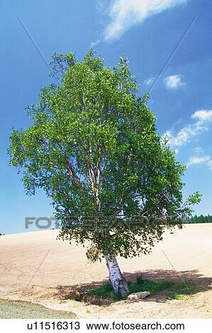 Single Tree and Blue Sky, Front View View Large Photo Image Stock Image - Single Tree and Blue Sky, Front View. Fotosearch