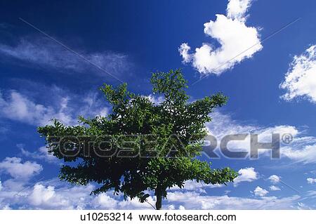 Picture - Single Tree and Blue Sky, Low Angle View. Fotosearch