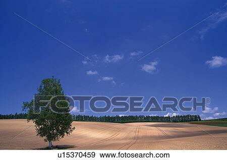 Single Tree Standing in the Field, High Angle View View Large Photo Image Stock Photo - Single Tree Standing in the Field, High Angle View. Fotosearch