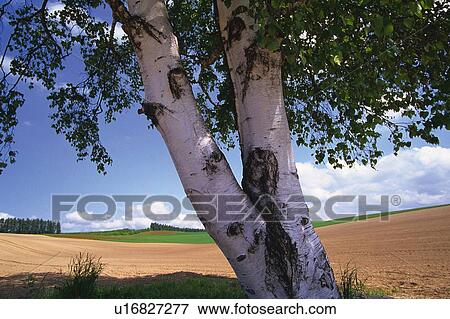 Stock Photo - Single Tree Standing in the Field, Close Up. Fotosearch