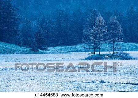 Stock Photo - Snow Field, Front View. Fotosearch