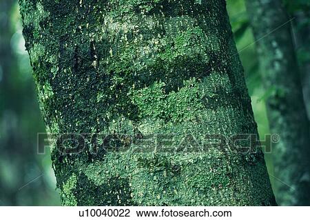 Stem of a Tree, Close Up View Large Photo Image Stock Image - Stem of a Tree, Close Up. Fotosearch
