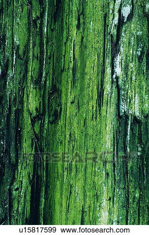 Stock Photo - Stem of a Tree, Close Up. Fotosearch