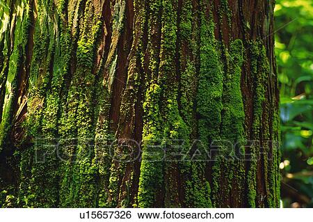 Stock Photograph - Stem of a Tree, Close Up. Fotosearch