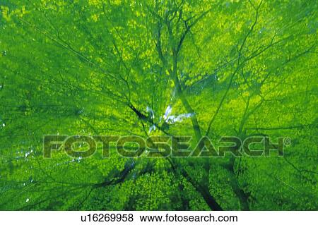 Stock Photo - Sunshine Filtering through the Foliage, Low Angle View. Fotosearch