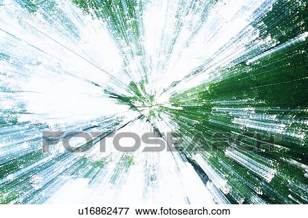 Stock Photo - Sunshine Filtering through the Foliage, Low Angle View. Fotosearch