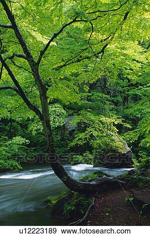 Tender Green and Mountain Stream, Front View View Large Photo Image Stock Photo - Tender Green and Mountain Stream, Front View. Fotosearch