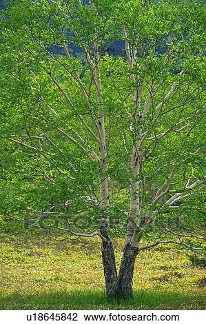 Stock Image - Tree in the Field, Front View. Fotosearch