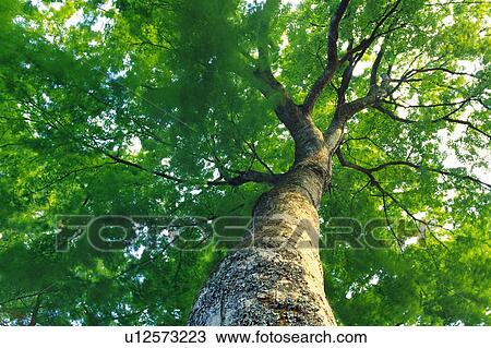 Tree Stem in the Forest, Low Angle View View Large Photo Image Stock Image - Tree Stem in the Forest, Low Angle View. Fotosearch