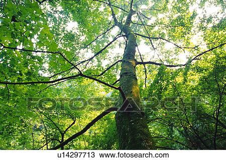 Stock Image - Tree Stem in the Forest, Low Angle View. Fotosearch