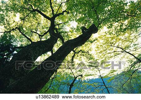 Stock Photo - Tree Stem in the Forest, Low Angle View. Fotosearch
