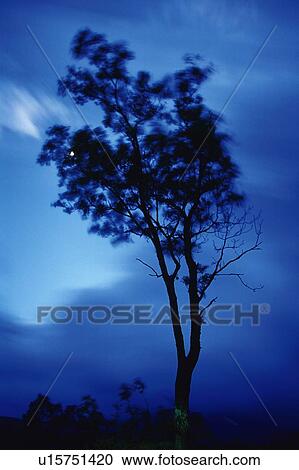 Tree Swinging because of the Strong Wind, Low Angle View View Large Photo Image Stock Image - Tree Swinging because of the Strong Wind, Low Angle View. Fotosearch