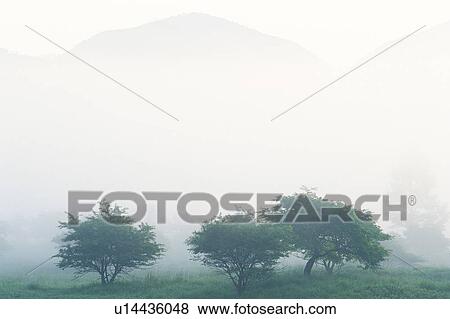 Stock Photo - Trees and Mountain in the Mist, High Angle View. Fotosearch