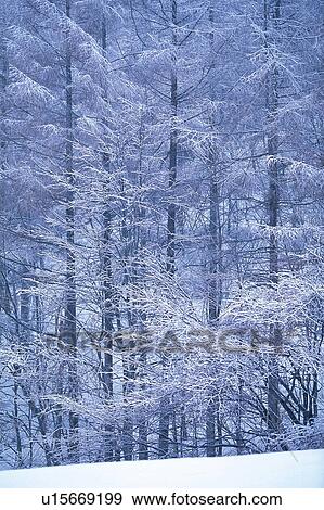 Stock Photo - Trees Covered with Snow, Front View. Fotosearch