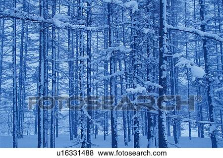 Stock Photo - Trees Covered with Snow, Front View. Fotosearch