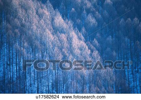 Picture - Trees Covered with Snow, High Angle View. Fotosearch