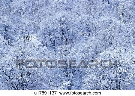 Stock Photo - Trees Covered with Snow, High Angle View. Fotosearch