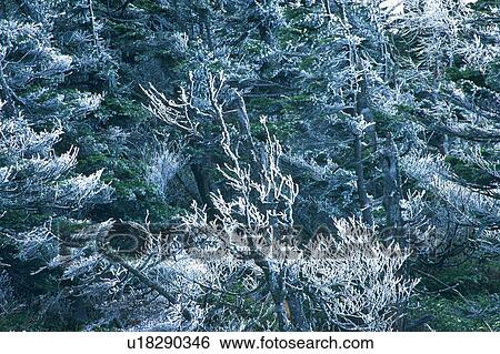 Stock Photograph - Trees Covered with Snow, High Angle View. Fotosearch
