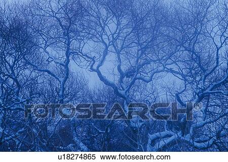 Stock Photography - Trees Covered with Snow in the Mist, High Angle View. Fotosearch