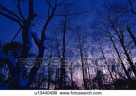 Stock Photo - Trees Covered with Snow, Low Angle View. Fotosearch