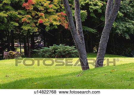 Stock Photo - Trees in the Field, Front View. Fotosearch