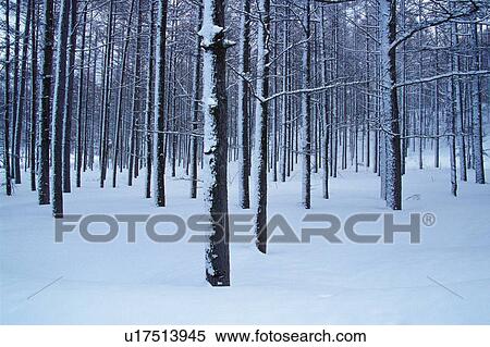 Stock Photography - Trees in the Forest Covered with Snow, Front View. Fotosearch